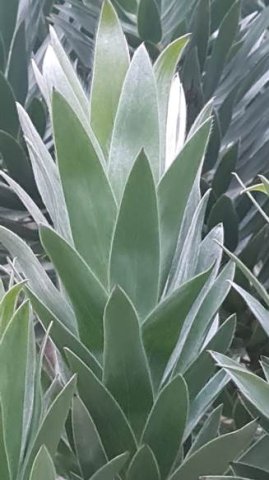Leucadendron argenteum fresh and delicate